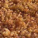 Casaeolia Golden בית נופש *
