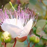 Casaeolia Golden בית נופש