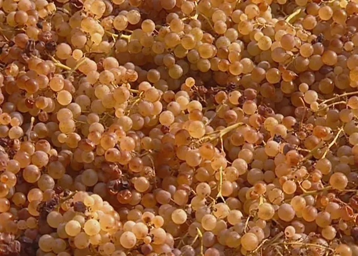 Casaeolia Golden Nyaraló *