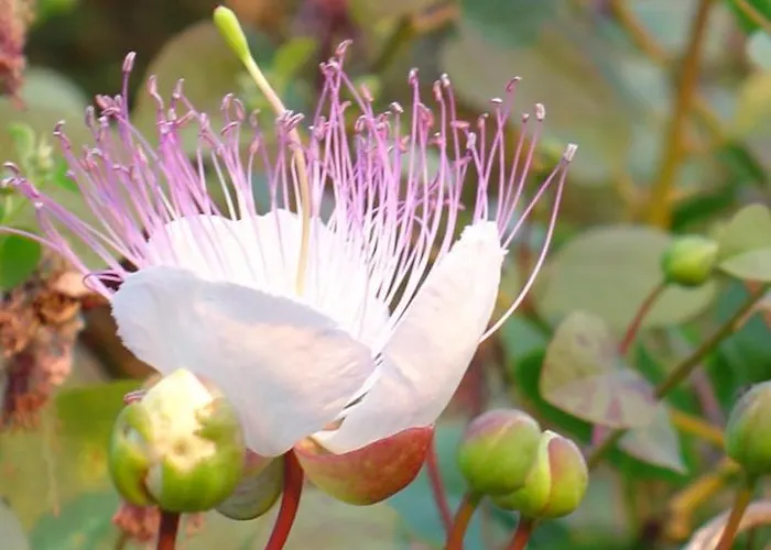 Casaeolia Golden Nyaraló